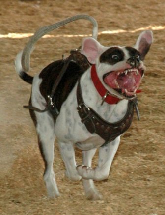 Little Bandit Smiling