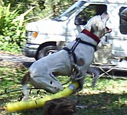 Nata Training