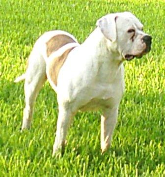 Romeo